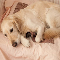 Dog Worms: Symptoms and Infestation